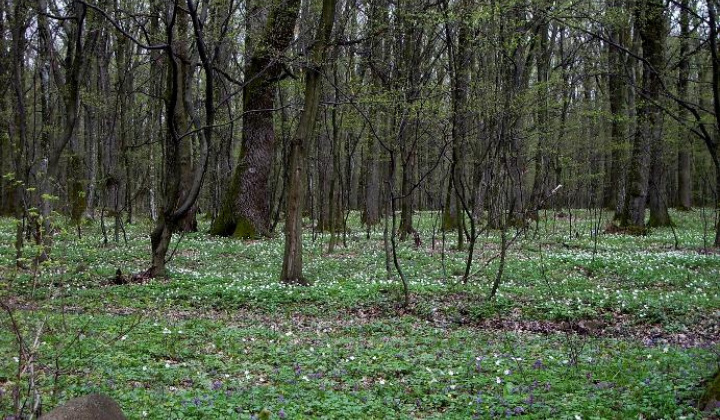 Zobraziť fotografiu