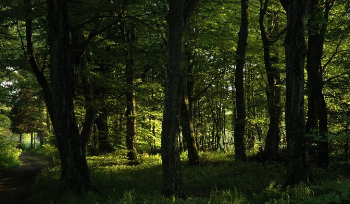 Zobraziť fotografiu